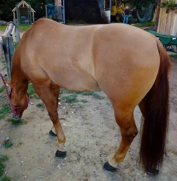 da reining  | Foto 2