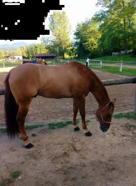 da reining 