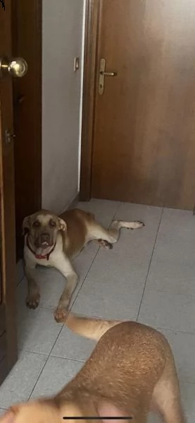 zucca bellissimo cagnolone di taglia grande  | Foto 6