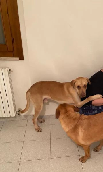 zucca bellissimo cagnolone di taglia grande  | Foto 5