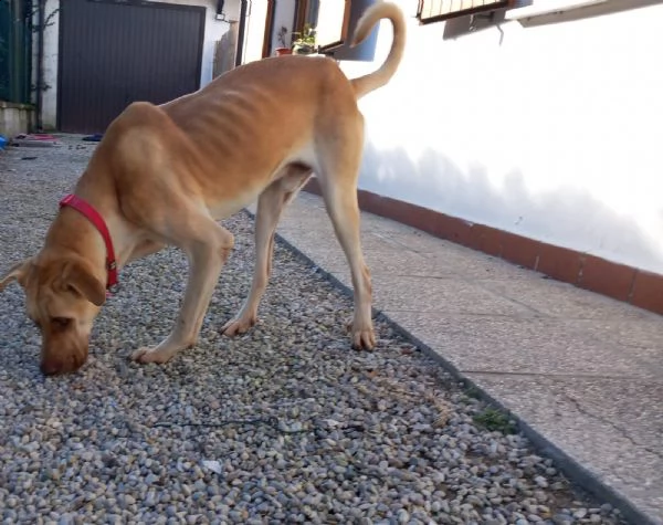 zucca bellissimo cagnolone di taglia grande  | Foto 4
