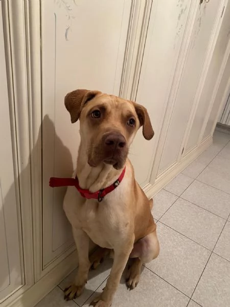 zucca bellissimo cagnolone di taglia grande 
