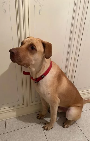 zucca bellissimo cagnolone di taglia grande  | Foto 3