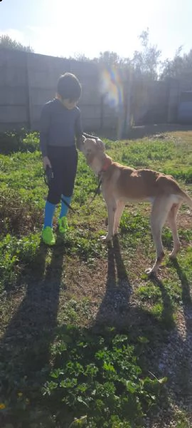 zucca bellissimo cagnolone di taglia grande  | Foto 2