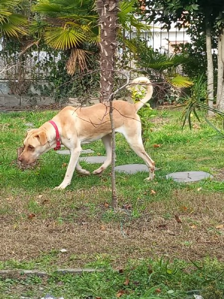 zucca bellissimo cagnolone di taglia grande  | Foto 1