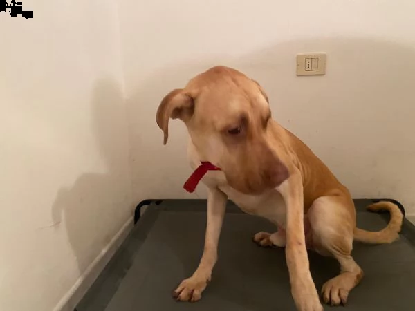 zucca bellissimo cagnolone di taglia grande  | Foto 0