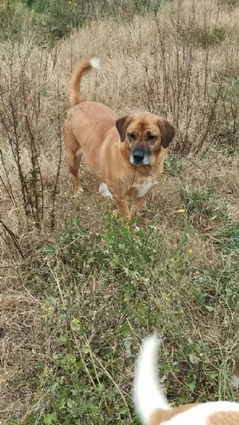 mimì cagnolona bisognosa  | Foto 2