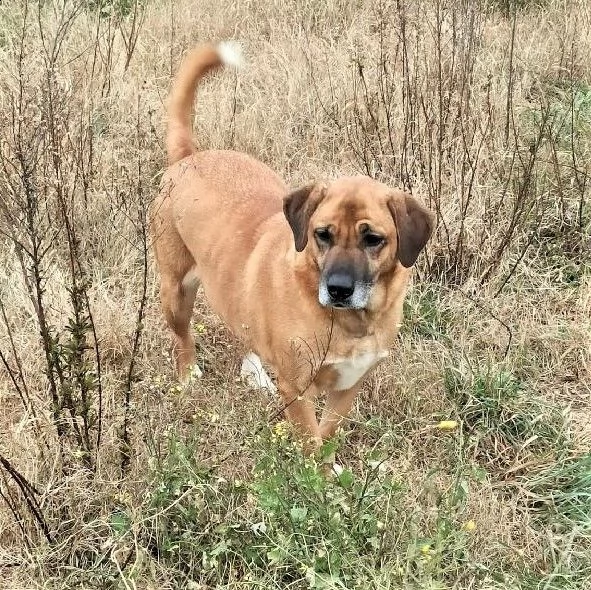 mimì cagnolona bisognosa 