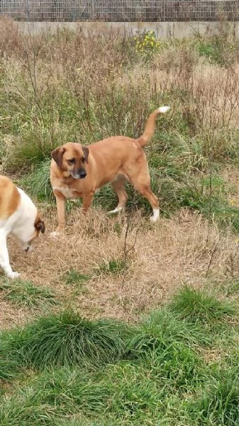 mimì cagnolona bisognosa  | Foto 1