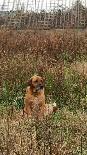 mim cagnolona bisognosa  | Foto 0