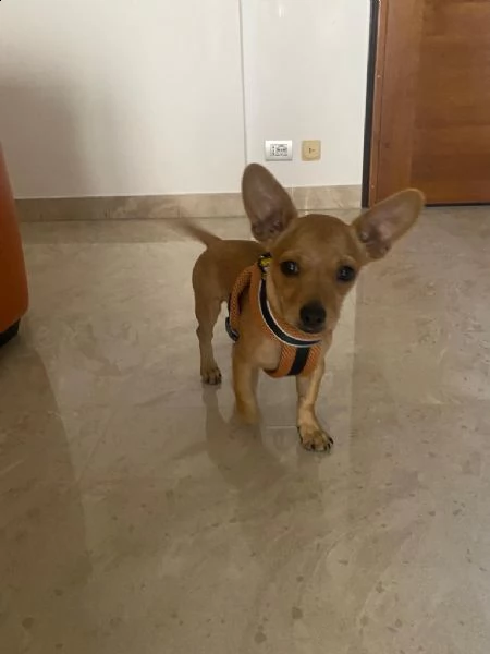 vendo dolce  cucciolo chihuha vaccinato cin microchip... | Foto 2