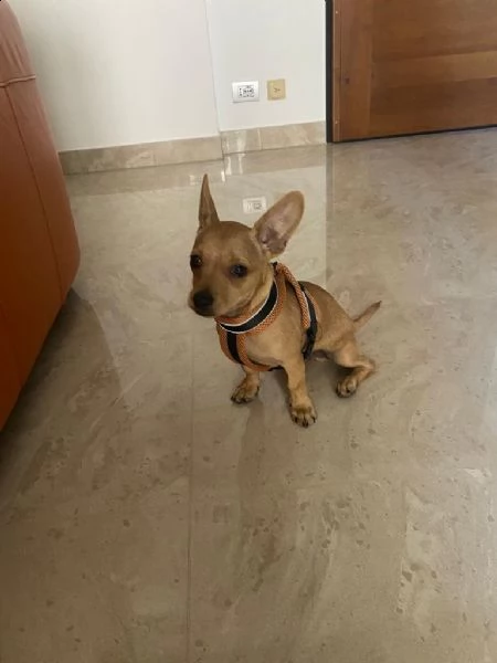 vendo dolce  cucciolo chihuha vaccinato cin microchip... | Foto 1