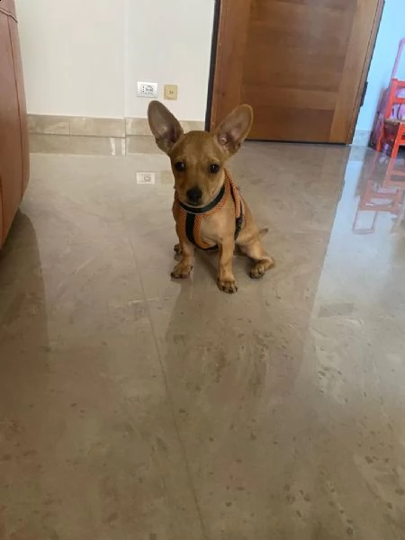 vendo dolce  cucciolo chihuha vaccinato cin microchip... | Foto 0