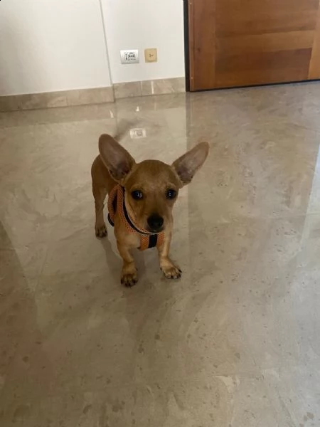 vendo dolce  cucciolo chihuha vaccinato cin microchip...