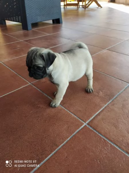 cucciolo di carlino 
