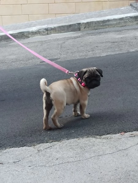 cucciolo di carlino  | Foto 3