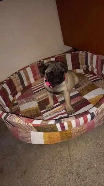cucciolo di carlino  | Foto 1