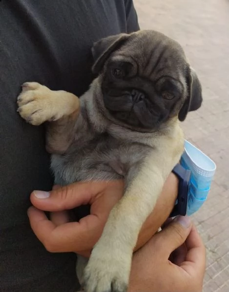 cucciolo di carlino  | Foto 0