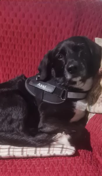 axel cerca ragazzina tipo lui