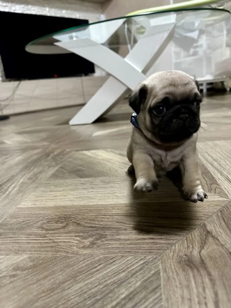 Vendo cuccioli di carlino con pedigree Enci 