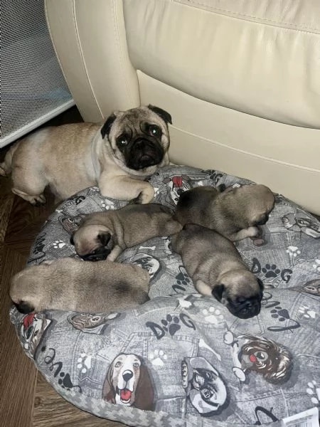 Vendo cuccioli di carlino con pedigree Enci  | Foto 4