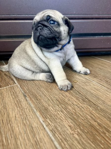 Vendo cuccioli di carlino con pedigree Enci  | Foto 3