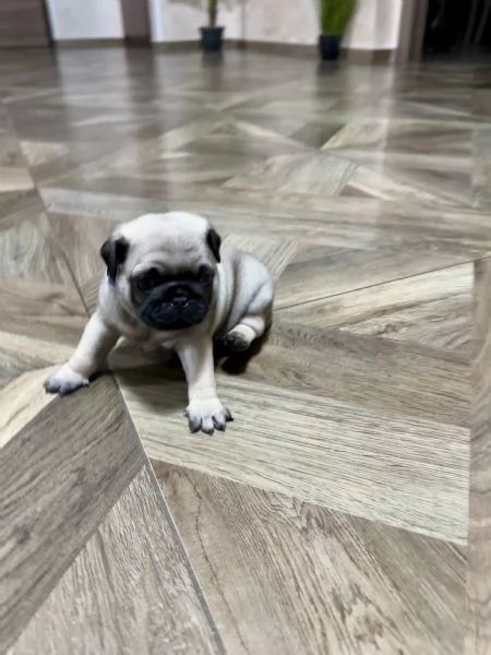 Vendo cuccioli di carlino con pedigree Enci  | Foto 2