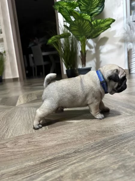 Vendo cuccioli di carlino con pedigree Enci  | Foto 1