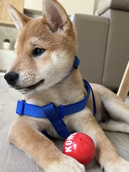 shiba inu maschio  | Foto 6