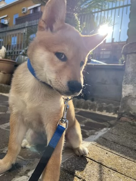 shiba inu maschio  | Foto 5