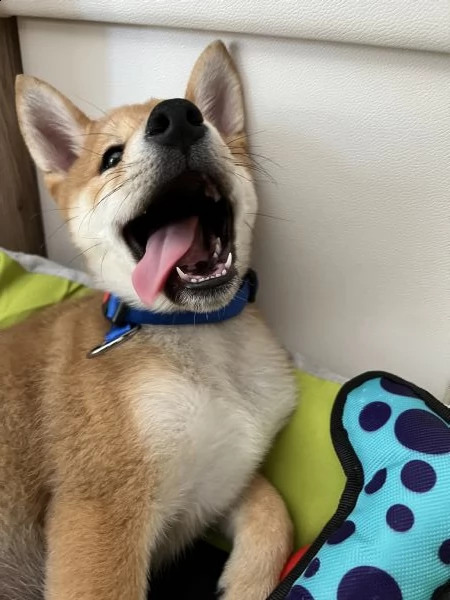 shiba inu maschio  | Foto 3