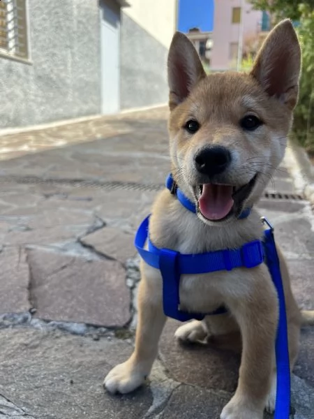 shiba inu maschio  | Foto 2