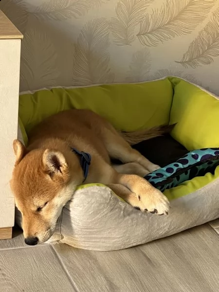 shiba inu maschio  | Foto 1