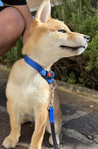 shiba inu maschio 