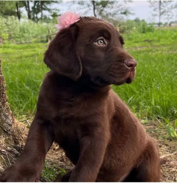 regalo cuccioli labrador 