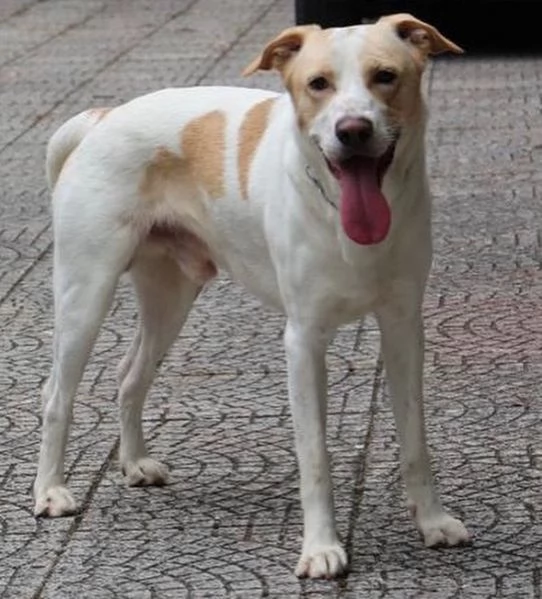  Toby cane diffidente adozione responsabile a Pavia | Foto 0