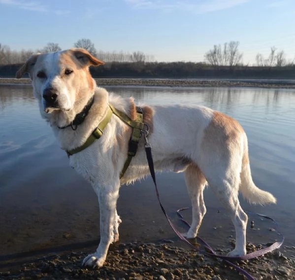  Toby cane diffidente adozione responsabile a Pavia