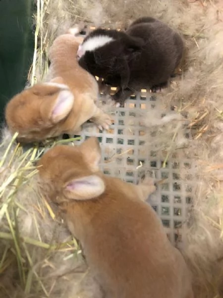 conigli ariete minilop bellissimi