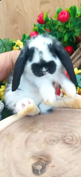 cuccioli ariete disponibili subito 