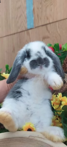 cuccioli ariete disponibili subito  | Foto 0