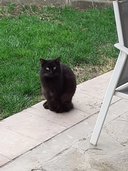 Cleo gattina nera a pelo lungo | Foto 0