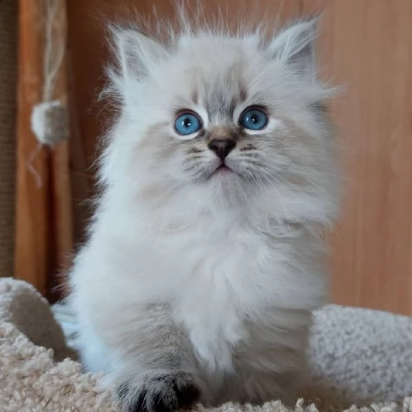 gatti siberiani in cerca di una nuova casa sono ben addestrati e molto giocherelloni