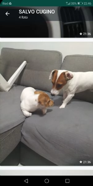 cucciolo jack russel  | Foto 1