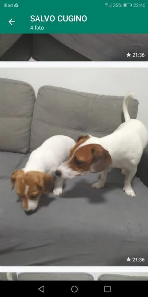 cucciolo jack russel  | Foto 0