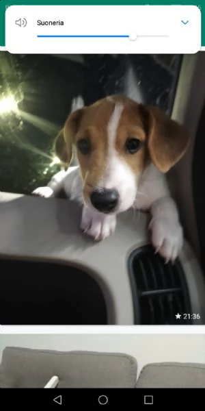 cucciolo jack russel 