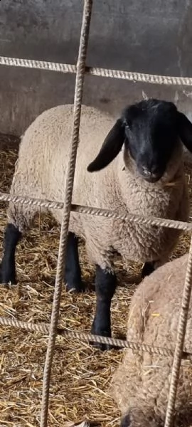 vendo agnelle e pecore 
