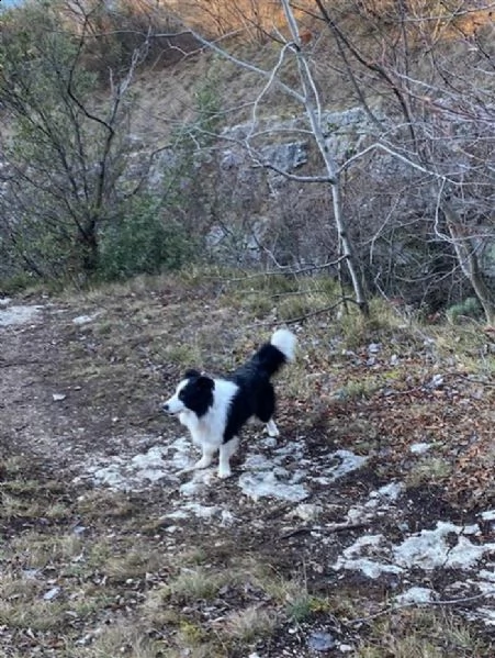 cerco femmina di border collie | Foto 3