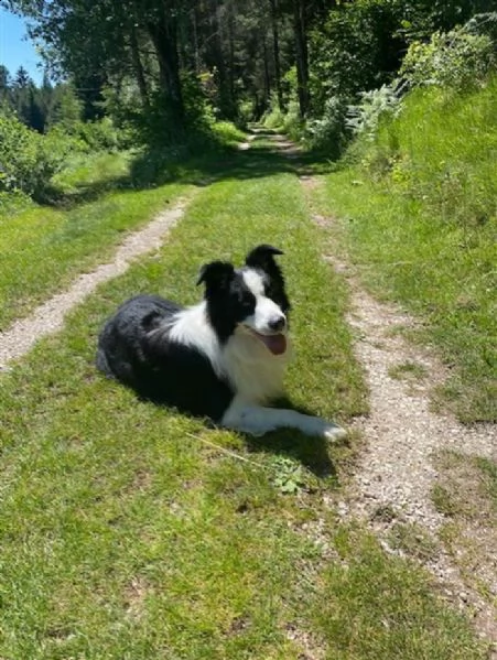 cerco femmina di border collie | Foto 2