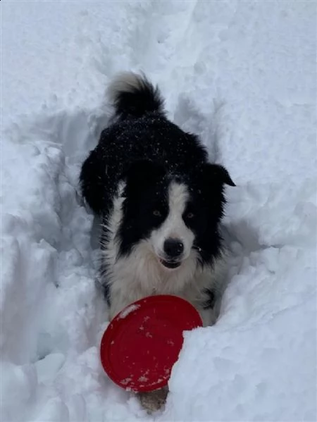 cerco femmina di border collie | Foto 1