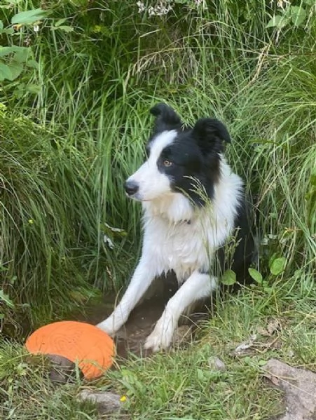 cerco femmina di border collie | Foto 0